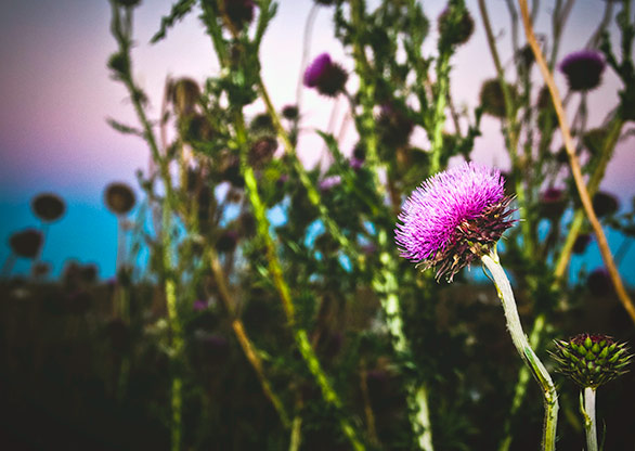 SANTA ROSA | ARGENTINA