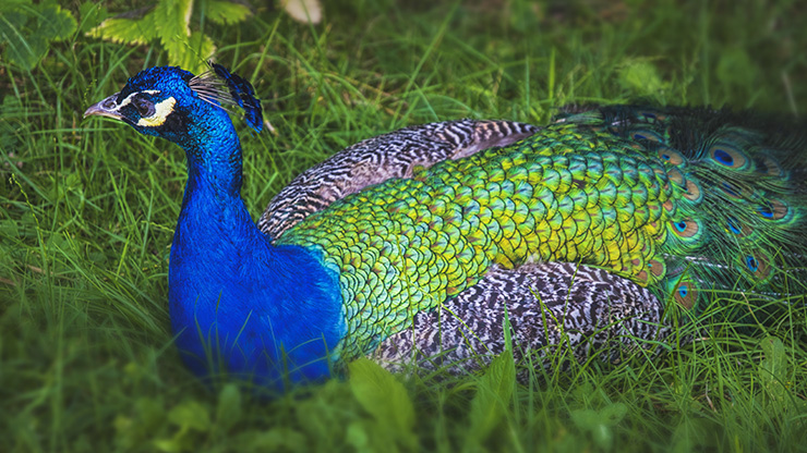 EGGENBERG PALACE | AUSTRIA