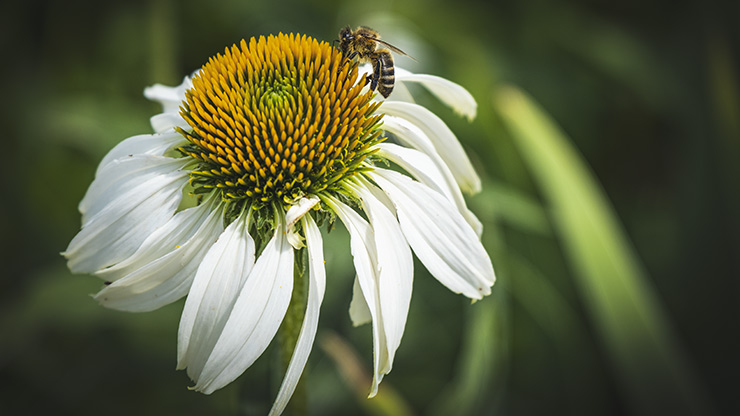 EGGENBERG PALACE | AUSTRIA