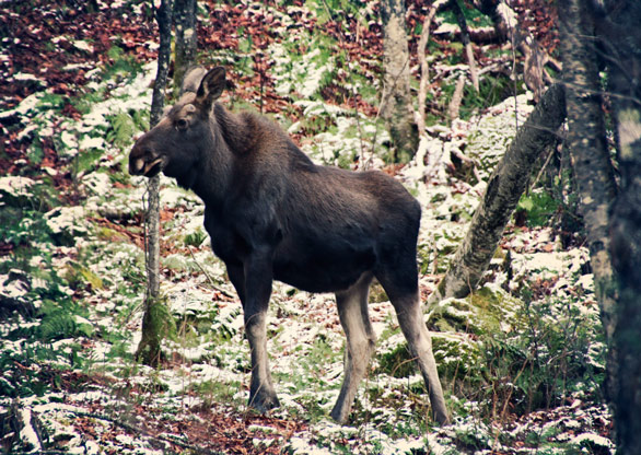 Jacques Cartier National Park JACQUES CARTIER NATIONAL PARK | QUEBEC | CANADA