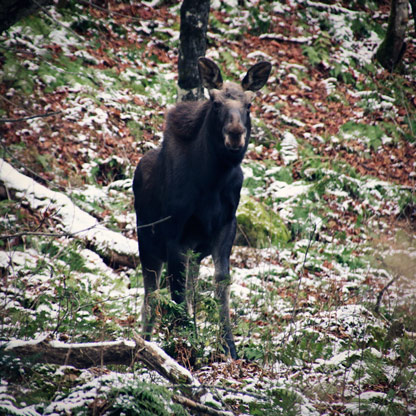 Jacques Cartier National Park JACQUES CARTIER NATIONAL PARK | QUEBEC | CANADA