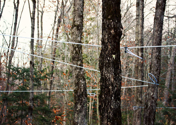 COLLECTING MAPLE SYRUP, BECAUSE CANADA JACQUES CARTIER NATIONAL PARK | QUEBEC | CANADA<br/>
Maple taps collecting Maple Syrup.