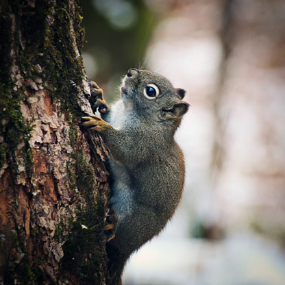 Jacques Cartier National Park JACQUES CARTIER NATIONAL PARK | QUEBEC | CANADA<br/>
French speaking Squirrel.
