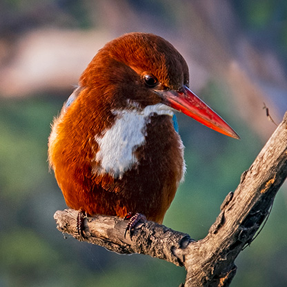 BIRD SANCTUARY | INDIA