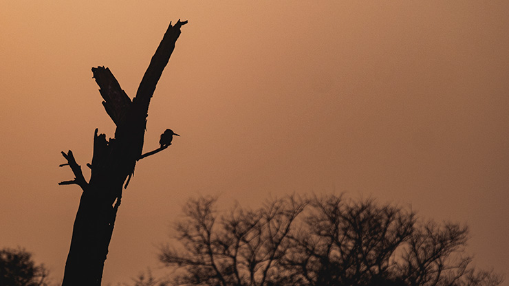BIRD SANCTUARY | INDIA
