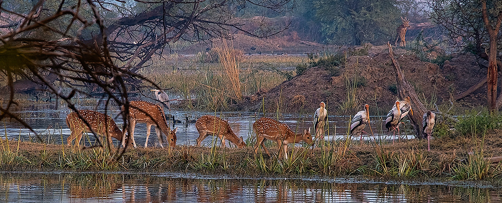 BIRD SANCTUARY | INDIA