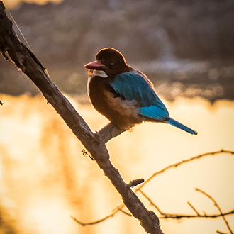 BIRD SANCTUARY | INDIA
