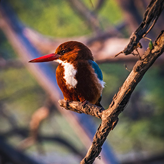 BIRD SANCTUARY | INDIA
