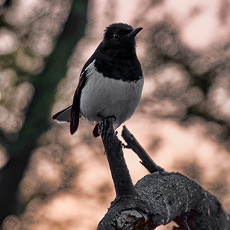 BIRD SANCTUARY | INDIA