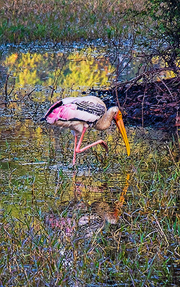 BIRD SANCTUARY | INDIA