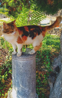 HERCULES | MACEDONIA