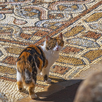 HERCULES | MACEDONIA