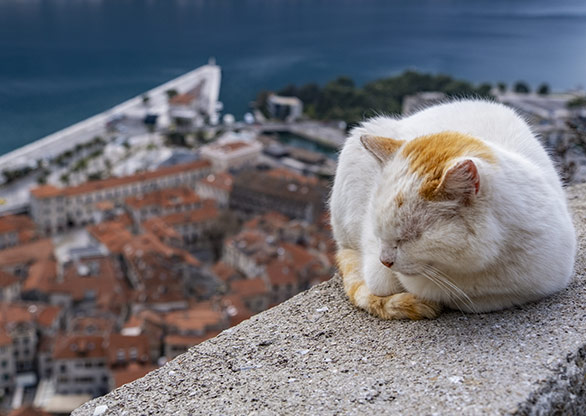 MONTENEGRO CATS | KOTOR