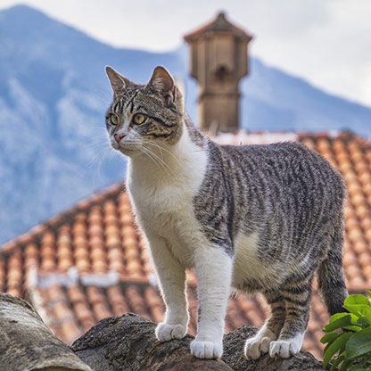 MONTENEGRO CATS | KOTOR