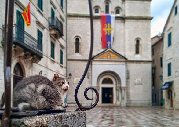 MONTENEGRO CATS | KOTOR