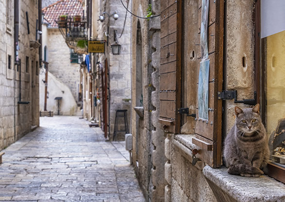 MONTENEGRO CATS | KOTOR