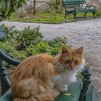 MONTENEGRO CATS | KOTOR