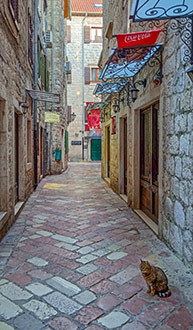 MONTENEGRO CATS | KOTOR