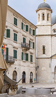 MONTENEGRO CATS | KOTOR