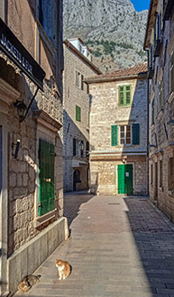 MONTENEGRO CATS | KOTOR