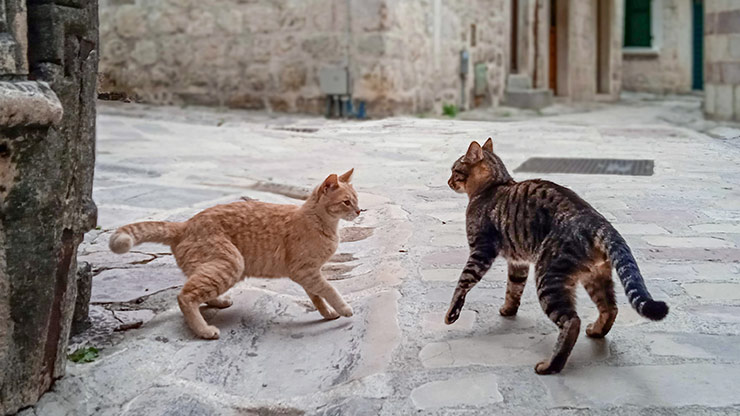 MONTENEGRO CATS | KOTOR