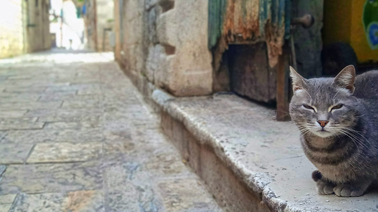MONTENEGRO CATS | KOTOR