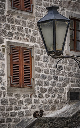 MONTENEGRO CATS | KOTOR