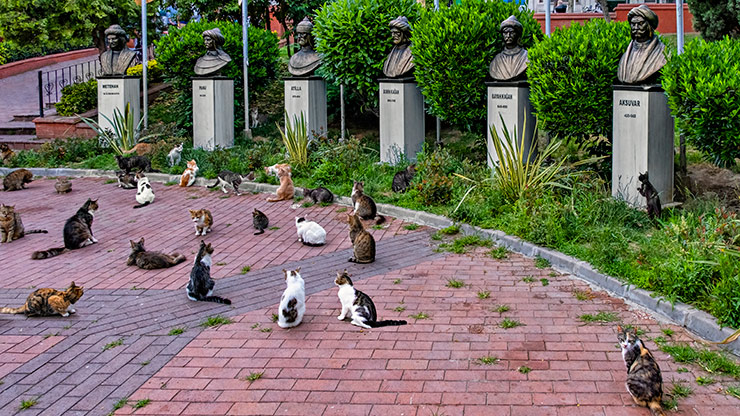 CATS | TURKEY