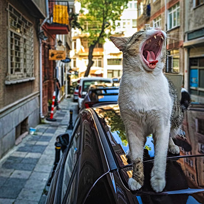 CATS | TURKEY