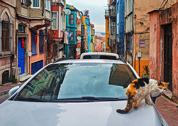 CATS | TURKEY