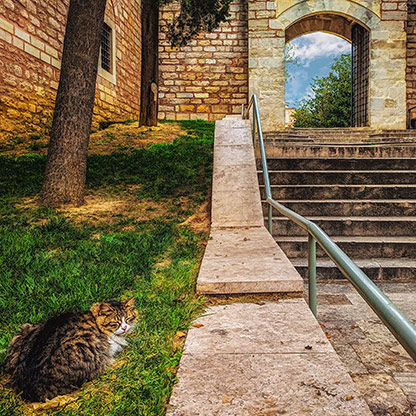 CATS | TURKEY