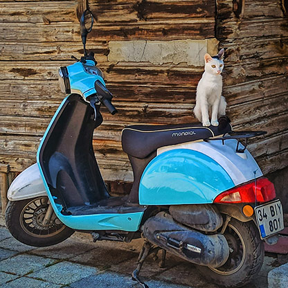 CATS | TURKEY
