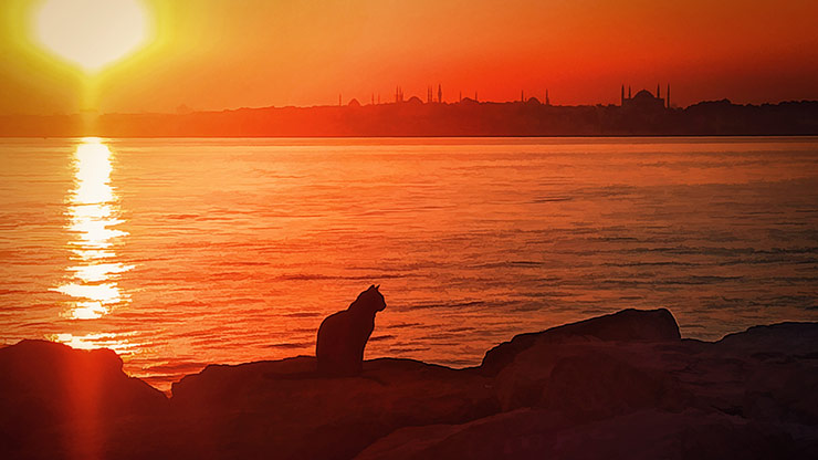 CATS | TURKEY