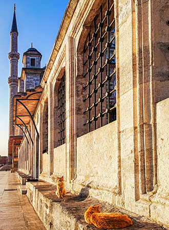 CATS | TURKEY