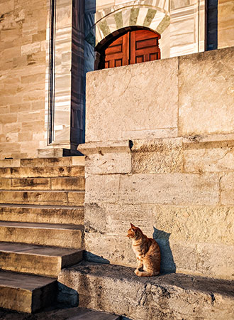 CATS | TURKEY