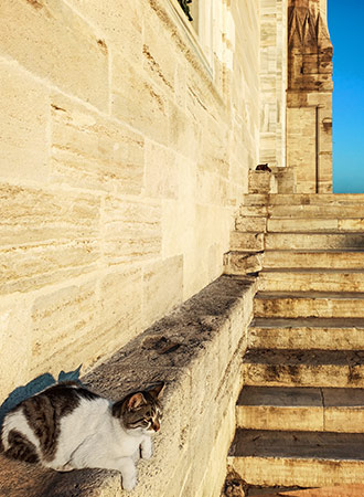 CATS | TURKEY