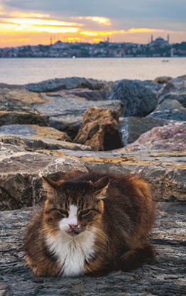 CATS | TURKEY