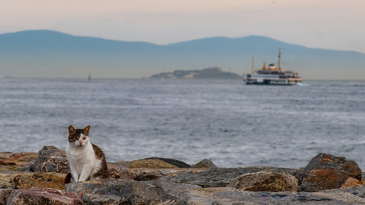 CATS | TURKEY