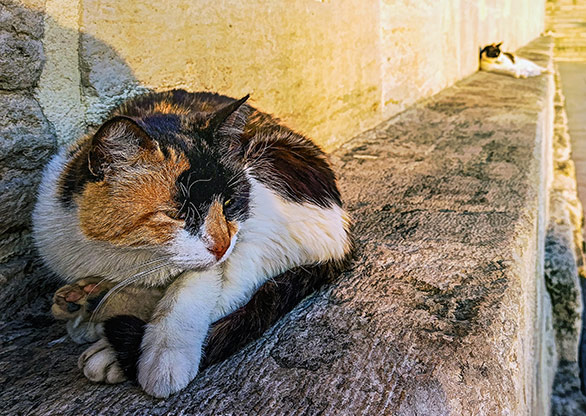 CATS | TURKEY
